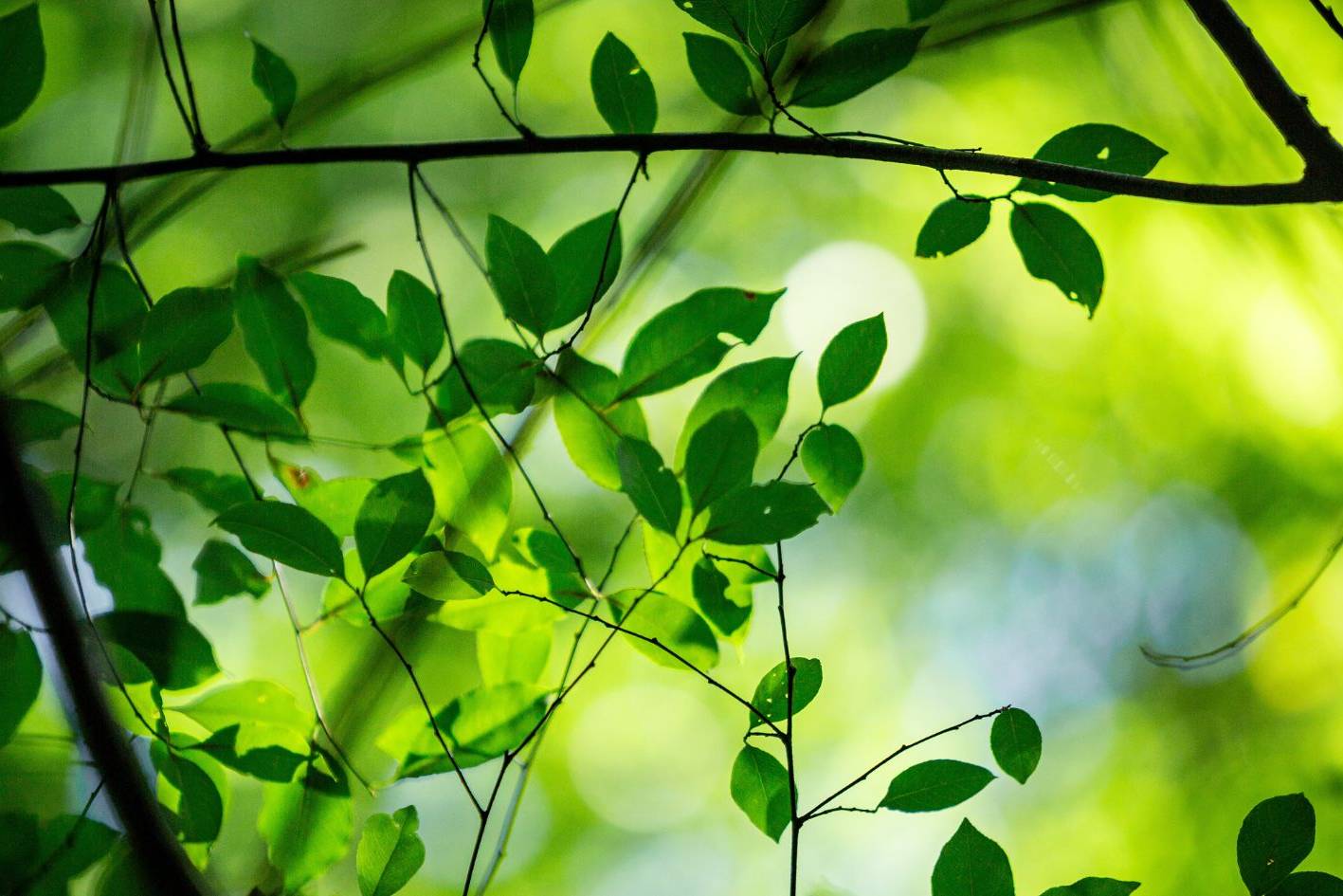 Traubenkirsche im Ruhewald Bossee – blühender Baum im Naturpark Westensee, Ort für naturnahe Bestattungen zwischen Kiel und Rendsburg.
