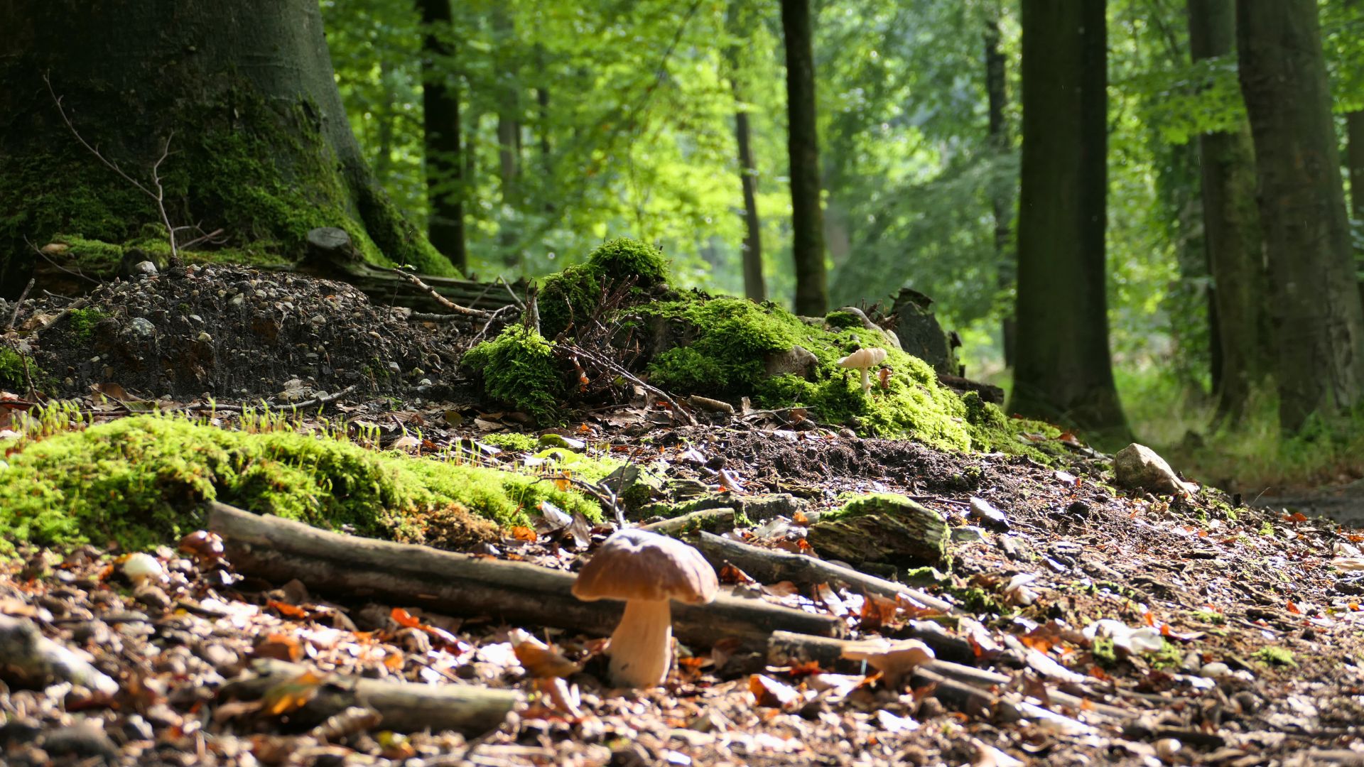 Baumbestattung Schleswig-Holstein – Alternative Bestattungsform im Wald.