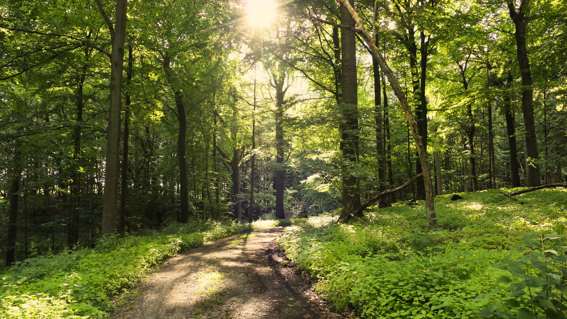 Waldweg im Ruhewald Bossee Schleswig-Holstein – Waldfriedhof im Naturpark Westensee