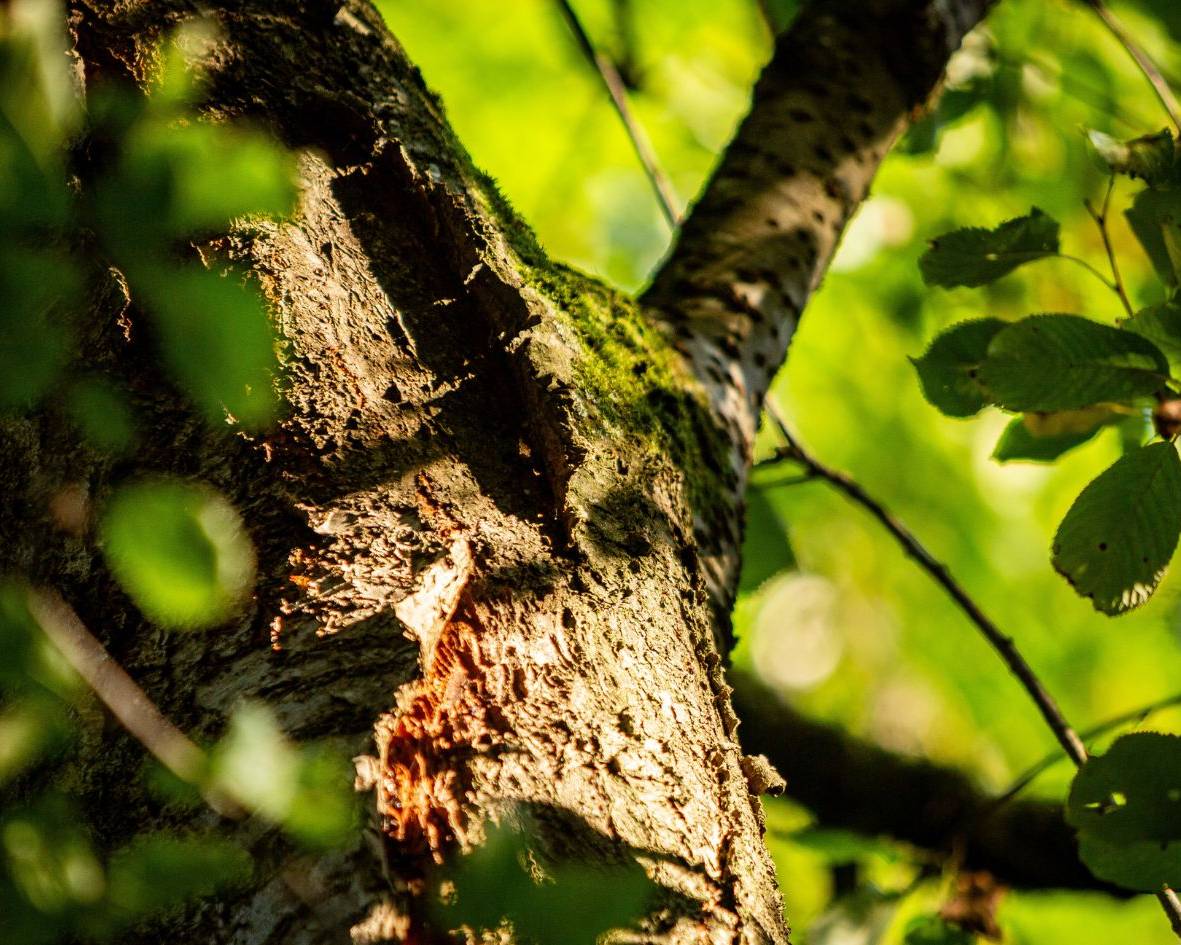 Baumgrab unter einer Vogelkirsche im Waldfriedhof Ruhewald Bossee – alternative Bestattungsform im Naturpark Westensee statt einer See- oder Wasserbestattung.