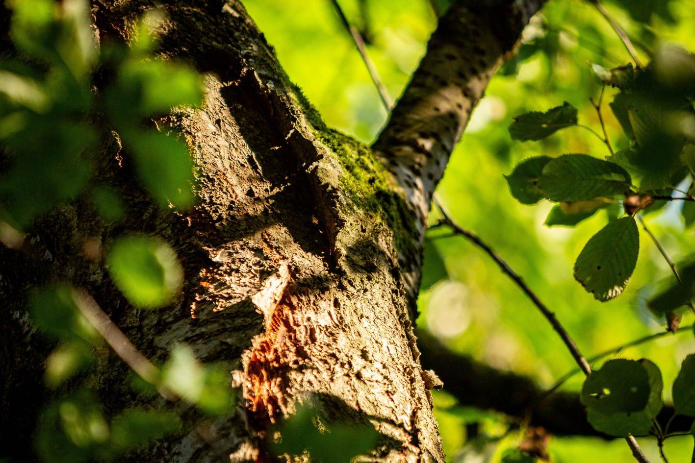 Baumgrab unter einer Vogelkirsche im Waldfriedhof Ruhewald Bossee – alternative Bestattungsform im Naturpark Westensee statt einer See- oder Wasserbestattung.