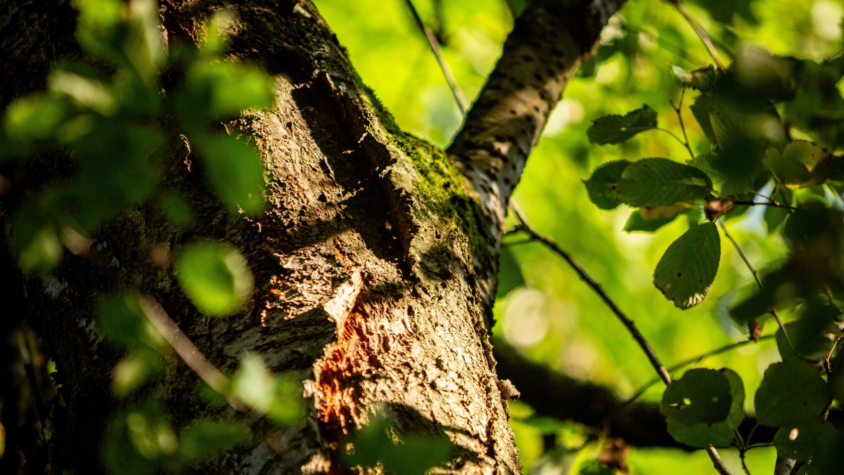 Baumgrab unter einer Vogelkirsche im Waldfriedhof Ruhewald Bossee – alternative Bestattungsform im Naturpark Westensee statt einer See- oder Wasserbestattung.