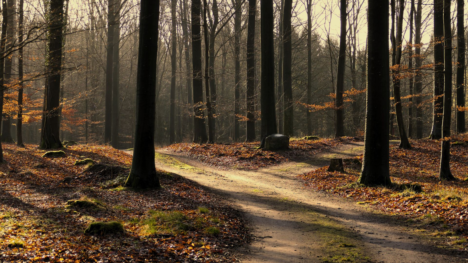 Waldführungen für alle, die eine Alternative zur klassischen Bestattung suchen