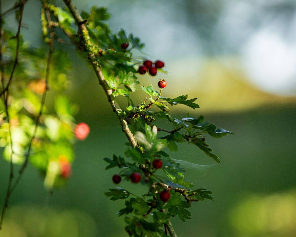 Weissdorn als Familiengrab im Ruhewald Bossee – Ort des Trostes und des Gedenkens für Familien und Freunde, die in der Natur Abschied nehmen möchten