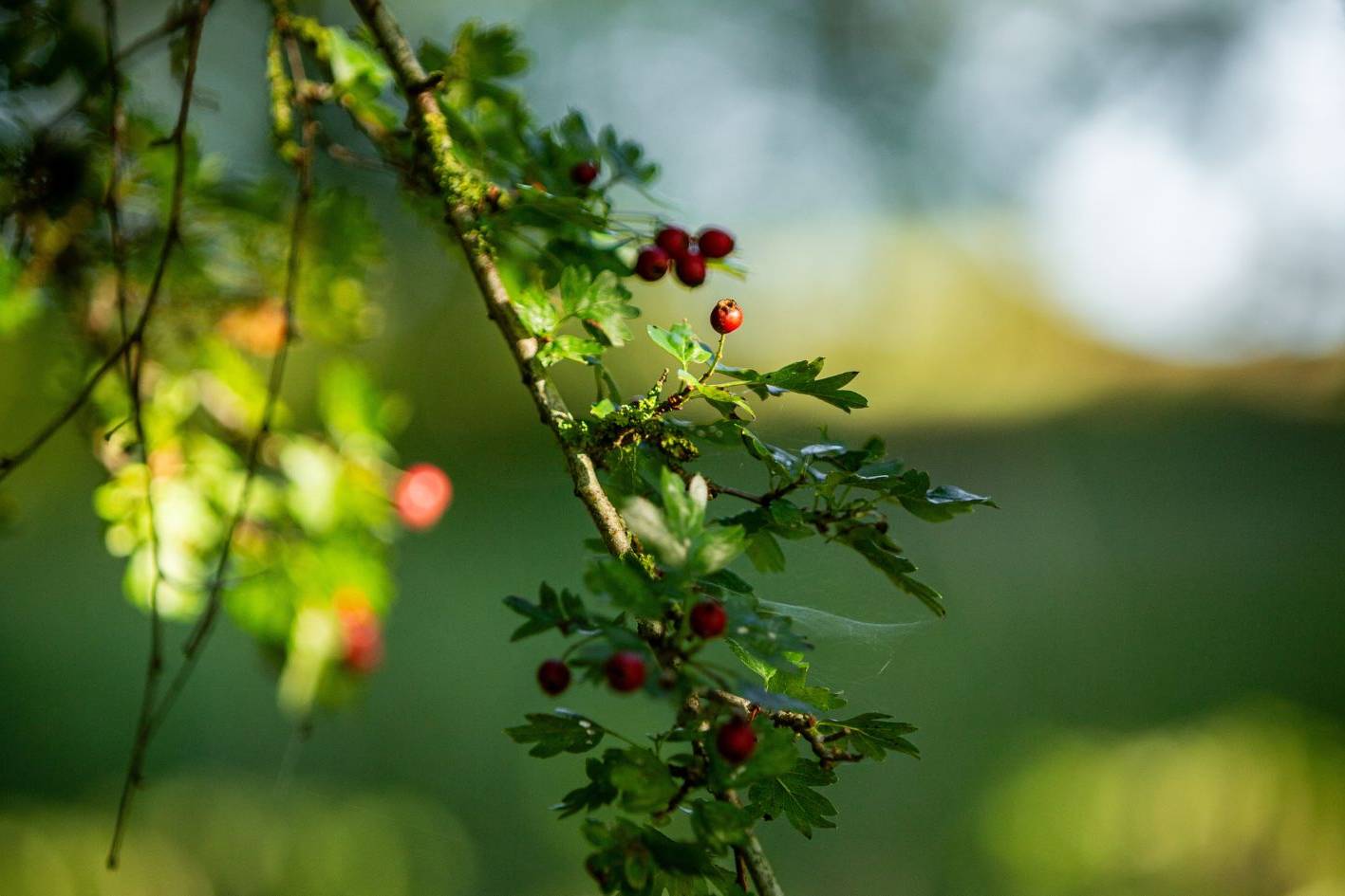 Weissdorn als Familiengrab im Ruhewald Bossee – Ort des Trostes und des Gedenkens für Familien und Freunde, die in der Natur Abschied nehmen möchten