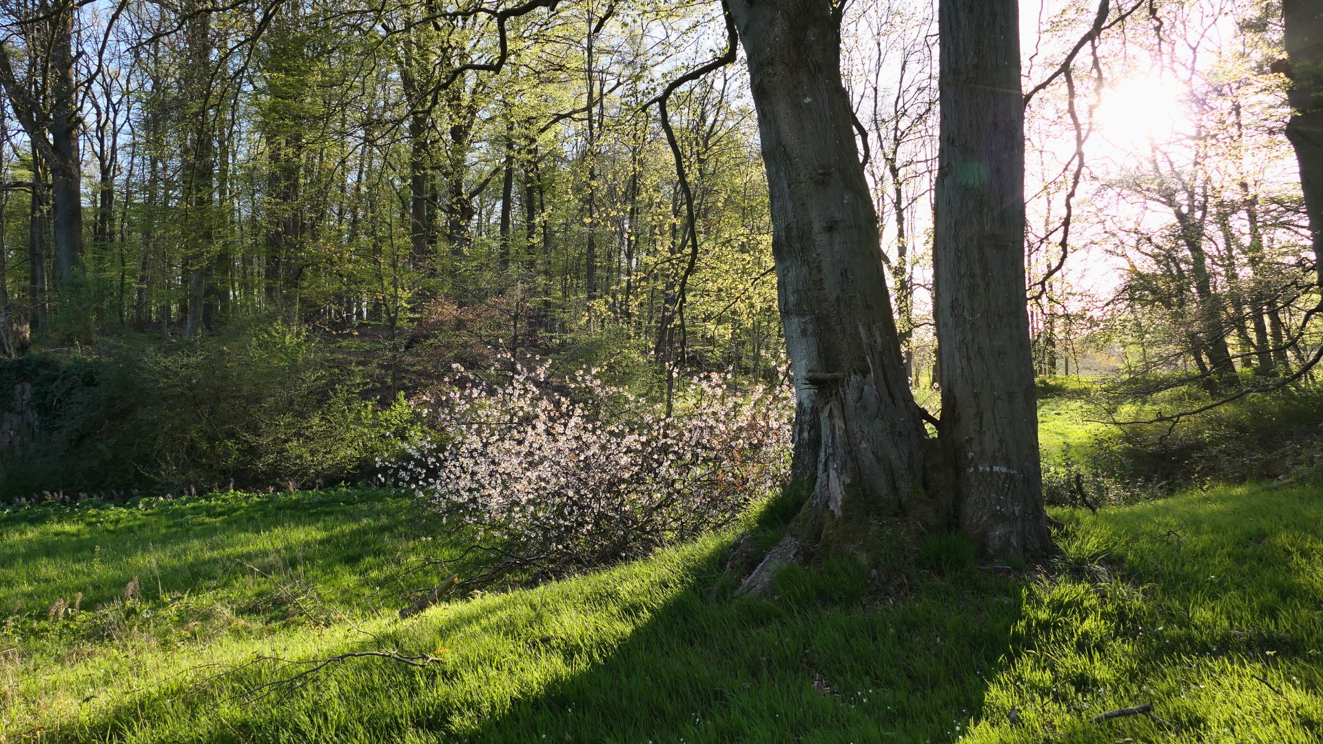 Titelbild Ruhwald Bossee Wald Visual