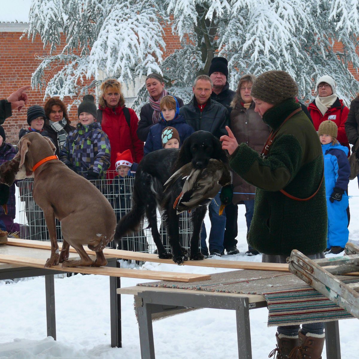 Jagdhunde-Ausbildung auf Gut Bossee zwischen Kiel und Rendsburg – Training in freier Natur mit erfahrenen Hundeführern im Naturpark Westensee.